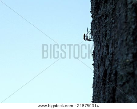 Bug on a dead spider on a tree trunk