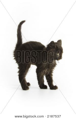 Gatinho preto