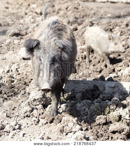 wild boar in the mud in the zoo .