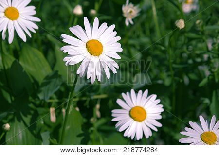 White camomiles on the green leafs background.