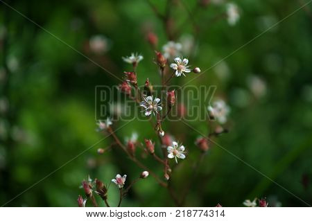 The preaty little white flowers with green background bokeh.