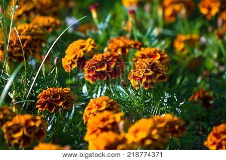 The orange Tagetes flowers on the lawn.