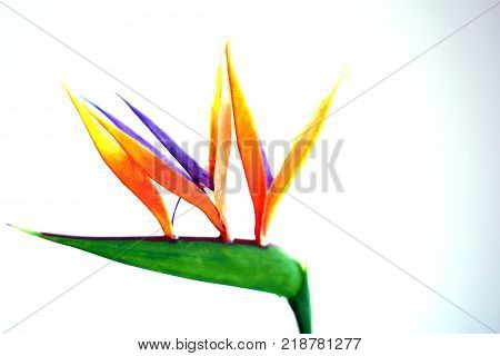 Paradise bird flower close up in front of white background