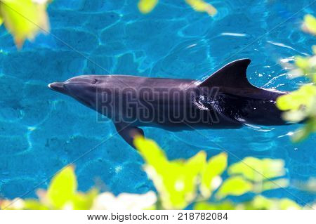 The yong Bottlenose dolphin is swimming in red sea near the beach on shellow water