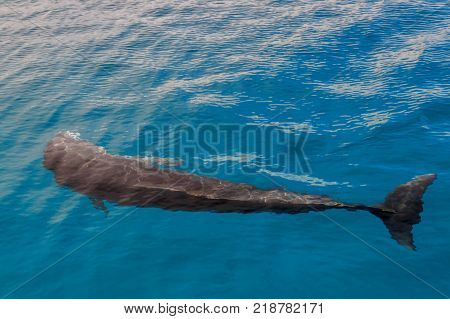 The yong Bottlenose dolphin is swimming in red sea near the beach on shellow water