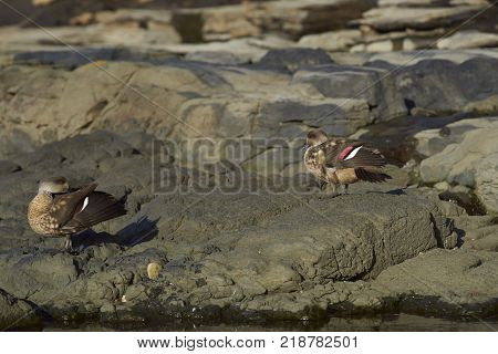 Pair of Crested Duck (Lophonetta specularioides specularioides) preening next to a rock pool on Saunders Island in the Falkland Islands.