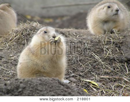 Chien de prairie manger