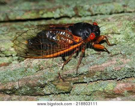 A 17-year Periodical Cicada (Magicicada septendecim) at Rock Cut State Park in northern Illinois