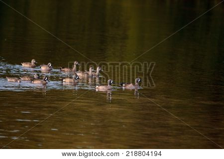 Flock Of Blue Winged Teal Ducks Anas Discors