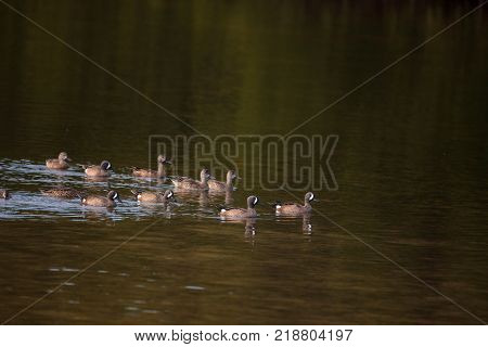 Flock Of Blue Winged Teal Ducks Anas Discors