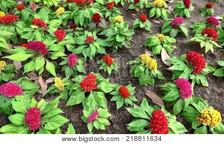 Cockscomb, Chinese Wool Flower