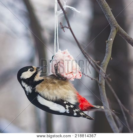 Female Great Spotted Woodpecker, Dendrocopos major, on fat ball, close-up portrait, selective focus, shallow DOF.