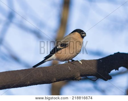 Brown Female of Eurasian Bullfinch, Pyrrhula pyrrhula, close-up portrait on branch with bokeh background, selective focus, shallow DOF.