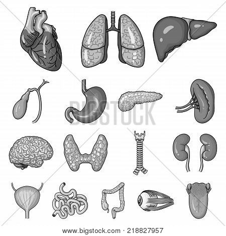 Human organs monochrome icons in set collection for design. Anatomy and internal organs vector symbol stock  illustration.