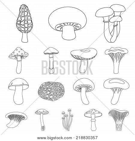 Poisonous and edible mushroom outline icons in set collection for design. Different types of mushrooms vector symbol stock  illustration.