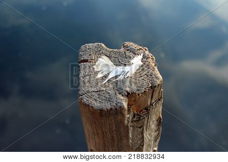 Peaceful feather on the wooden stick stand in the water