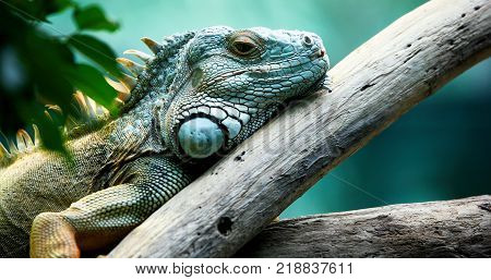Closeup of beautiful green Iguana on branch