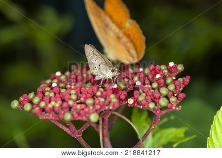 Close up of a small hazelly butterfly (Hesperiidae) with the big eyes on Flower Profile.