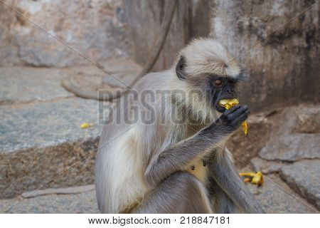 Monkey eat banana fruit, species Semnopithecus priam, commonly know as Tufted Gray Langur, India , Asia