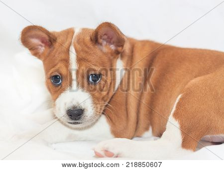 beautiful, cute puppy dogs not barking African dog breed basenji