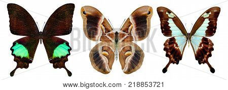 beautiful butterfly isolated on a white background