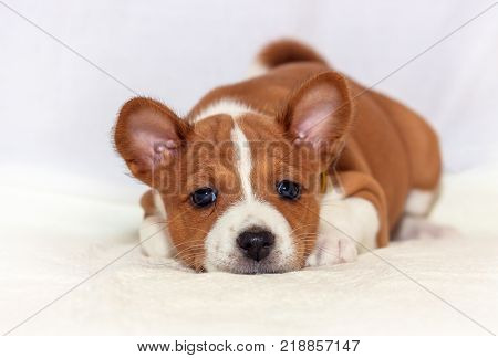 beautiful, cute puppy dogs not barking African dog breed basenji