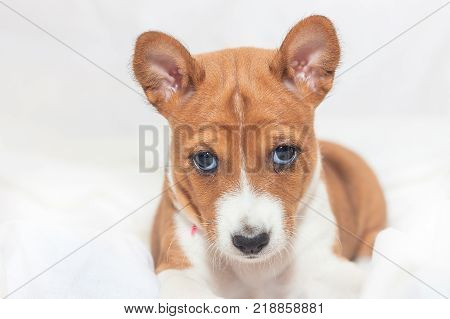 beautiful, cute puppy dogs not barking African dog breed basenji