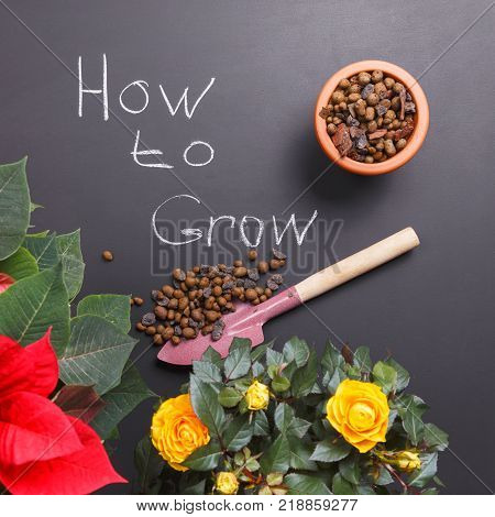Yellow roses and red Poinsettia next to the soil for house plants and tools. The concept of how to care for flowers in the home garden.