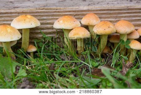 Hypholoma Fasciculare (Sulphur Tuft) Fungi growing on old wood in garden