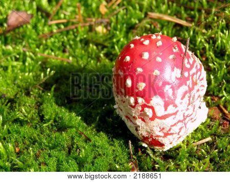 Fliegenpilz in Moss