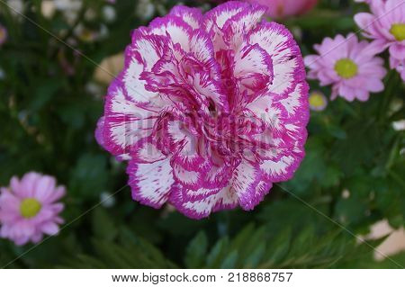 Flowers of  pink color, front view. Pink bright color Belle. Color lives pink. Summer color, which represents the enjoyment, the cheerfulness, the good mood. Close-up  Shooting outside, of day, without character.