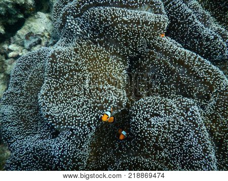 Clown Anemonefish Amphiprion percula as fish Orange Nemo  in the beautiful vivid green anemone