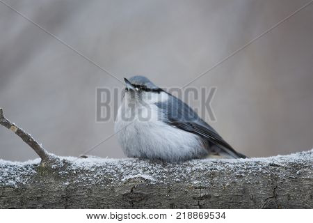 Bird Nuthatch sits on a branch. Russia, the winter Siberian forest.