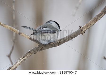 Bird Nuthatch sits on a branch. Russia, the winter Siberian forest.
