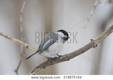 Bird Nuthatch sits on a branch. Russia, the winter Siberian forest.