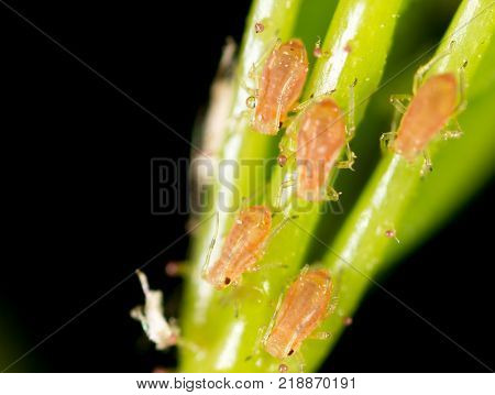 small aphid on a green leaf in the open air .
