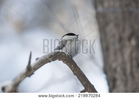 Bird Nuthatch sits on a branch. Russia, the winter Siberian forest.