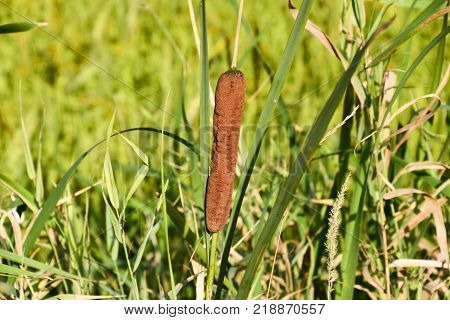 cattail growing near the rice field. Thickets of cattail. Brown basket with seeds.