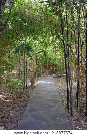 empty stone foodpath in green bamboo forest