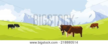 Cows in a grass meadow with mountains