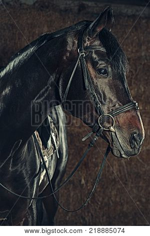 Eye, horse's muzzle as a background, backdrop or wallpaper. Shooting close-up.