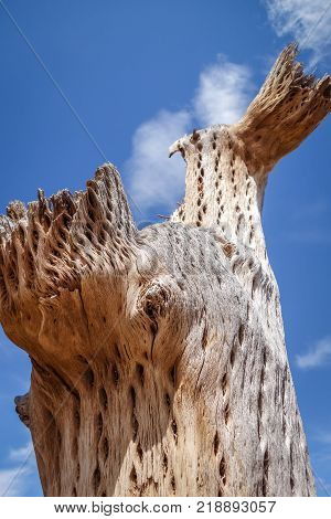 dry giant cactus detail in the Tilcara quebrada Argentina