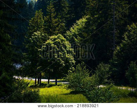 spot of light on some trees in forest. beautiful summer nature scenery of TransCarpathia.