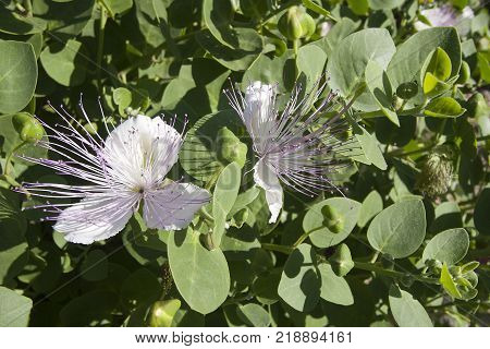 Wild capers growing in Mediterranean stone wall with blooming purple white flowers
