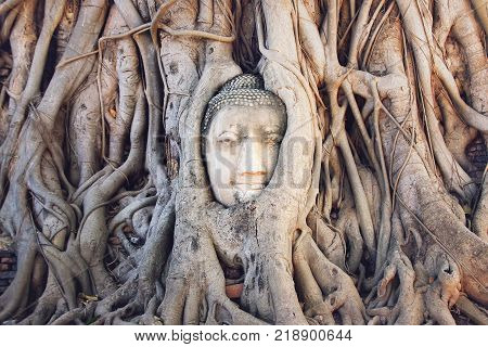 Head of a stone Buddha in the tree roots. Wat Mahathat Ayutthaya Historical park. Ayutthaya Thailand.