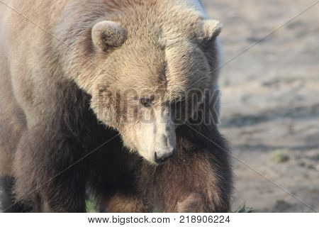 Large grizzly bear walking towards me, this animal is often hunted as trophy
