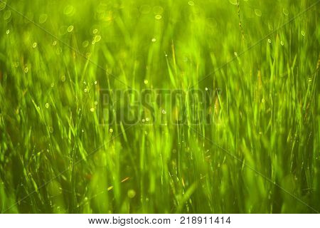 Vivid background of green grass and drops of morning dew
