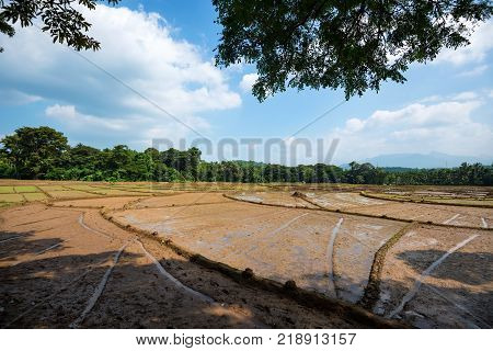 Close-up photograph of paddy fields with crops of rice in Sri Lanka