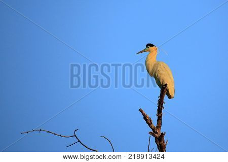 Capped Heron in Top of a Tree in Twilight. Rio Claro Pantanal Brazil