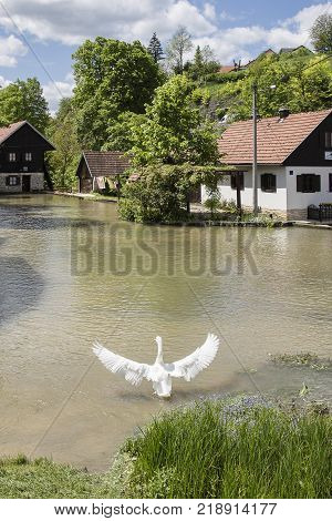 Croatian Village Of Rastoke By A River Canyon With A Swan Spreading Its Wings By The River, Croatia